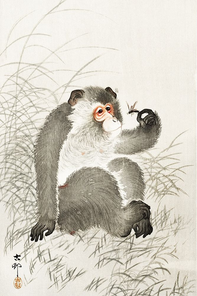 Monkey with insect