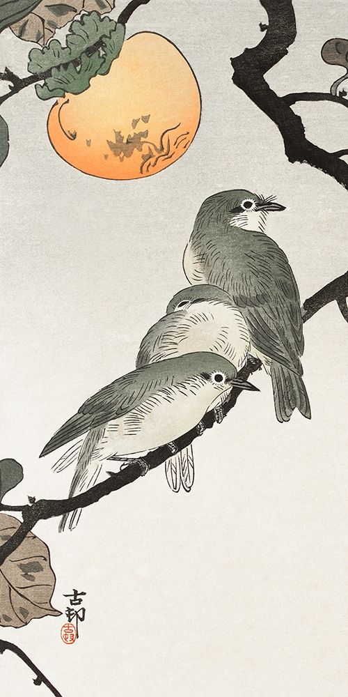 Birds and plants