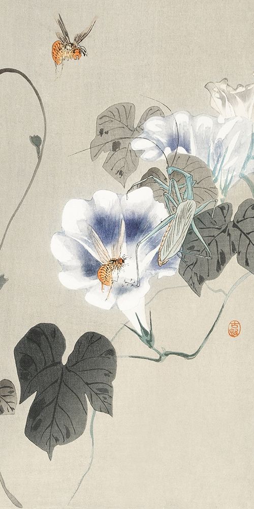 Insects near bindweed