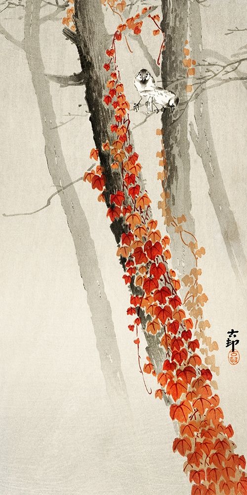 Red ivy