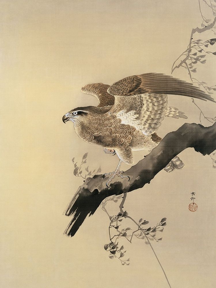 Hawk