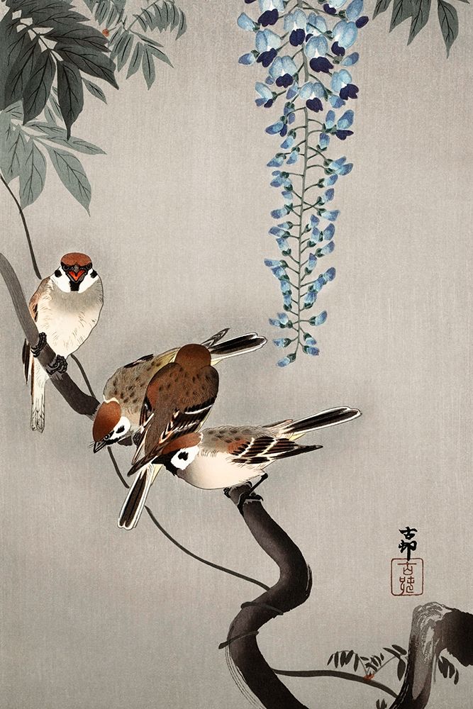 Ring sparrows at wisteria