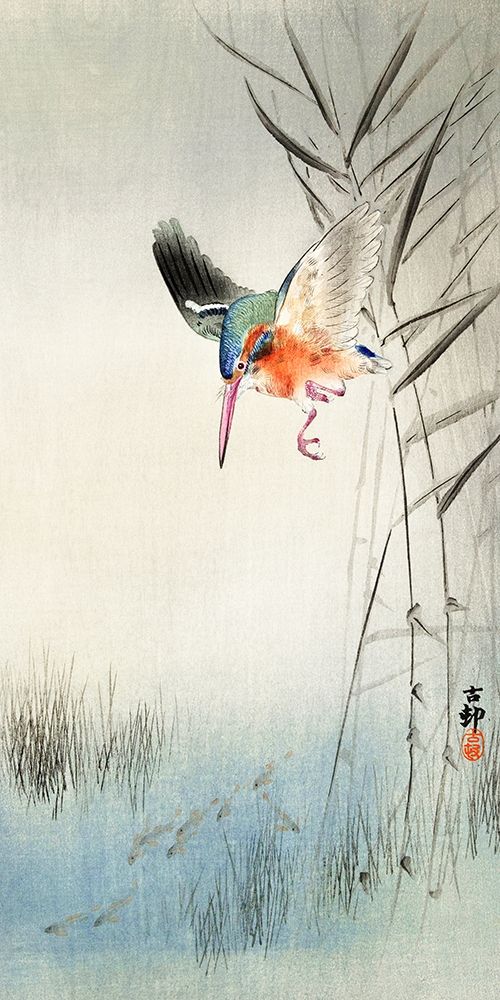 Kingfisher hunting for fish in the water
