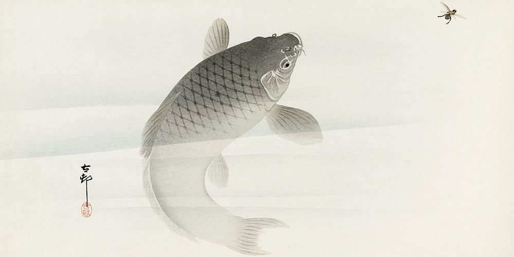 Carp and fly