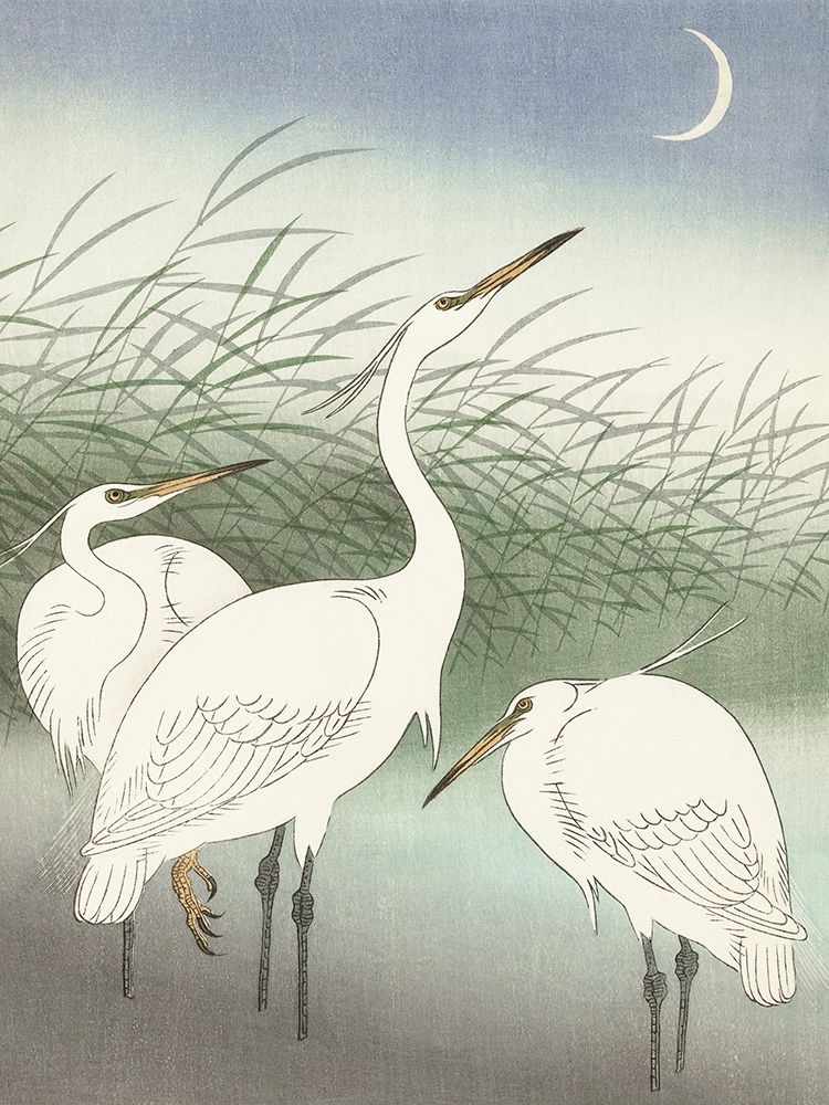 Herons in shallow water