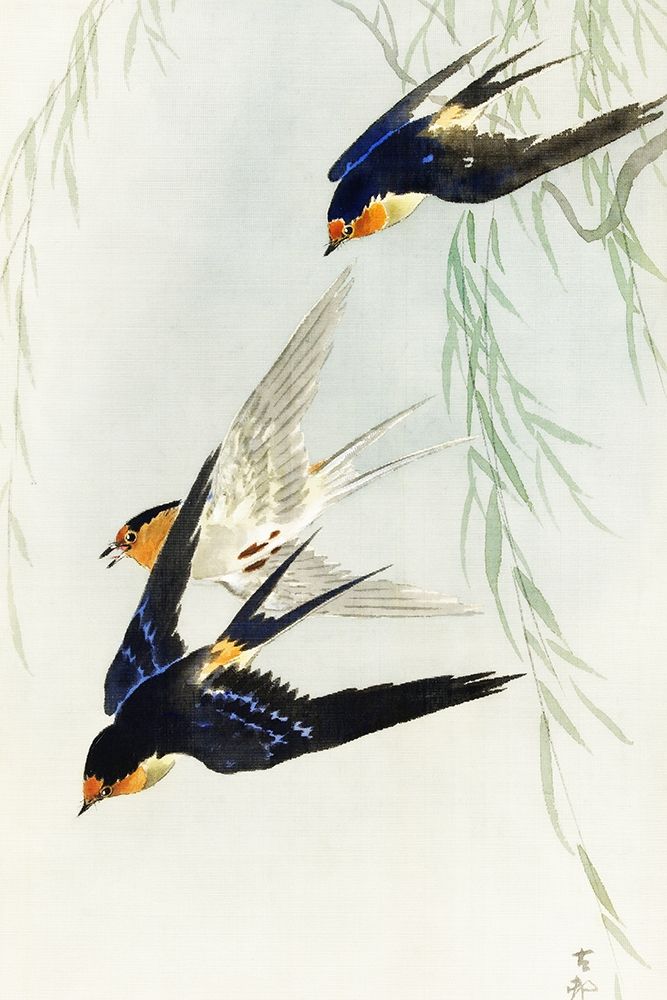 Three birds in full flight