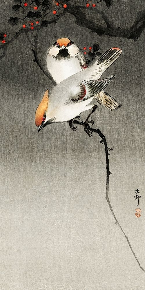 Bohemian waxwing birds