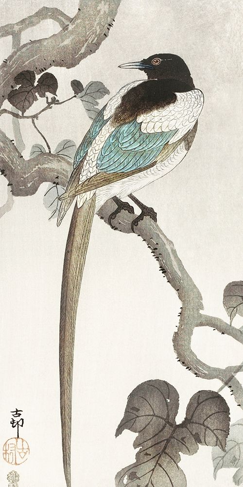 Magpie on tree branch