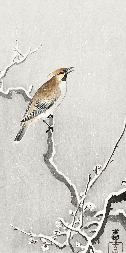 Bohemian bird on snowy branch