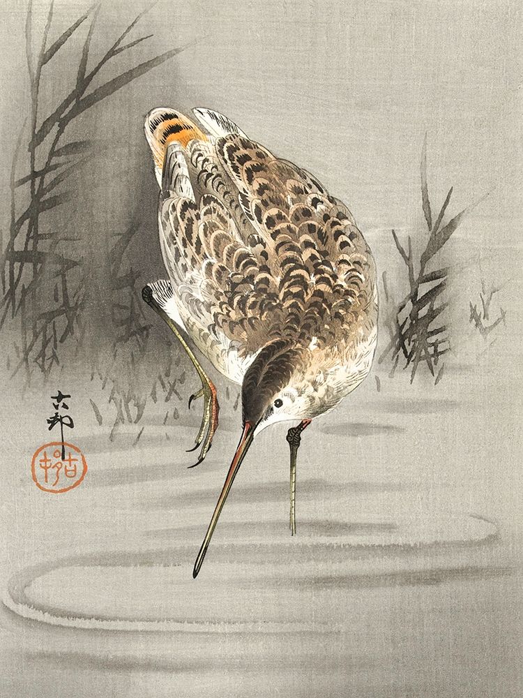 Snipe in the water