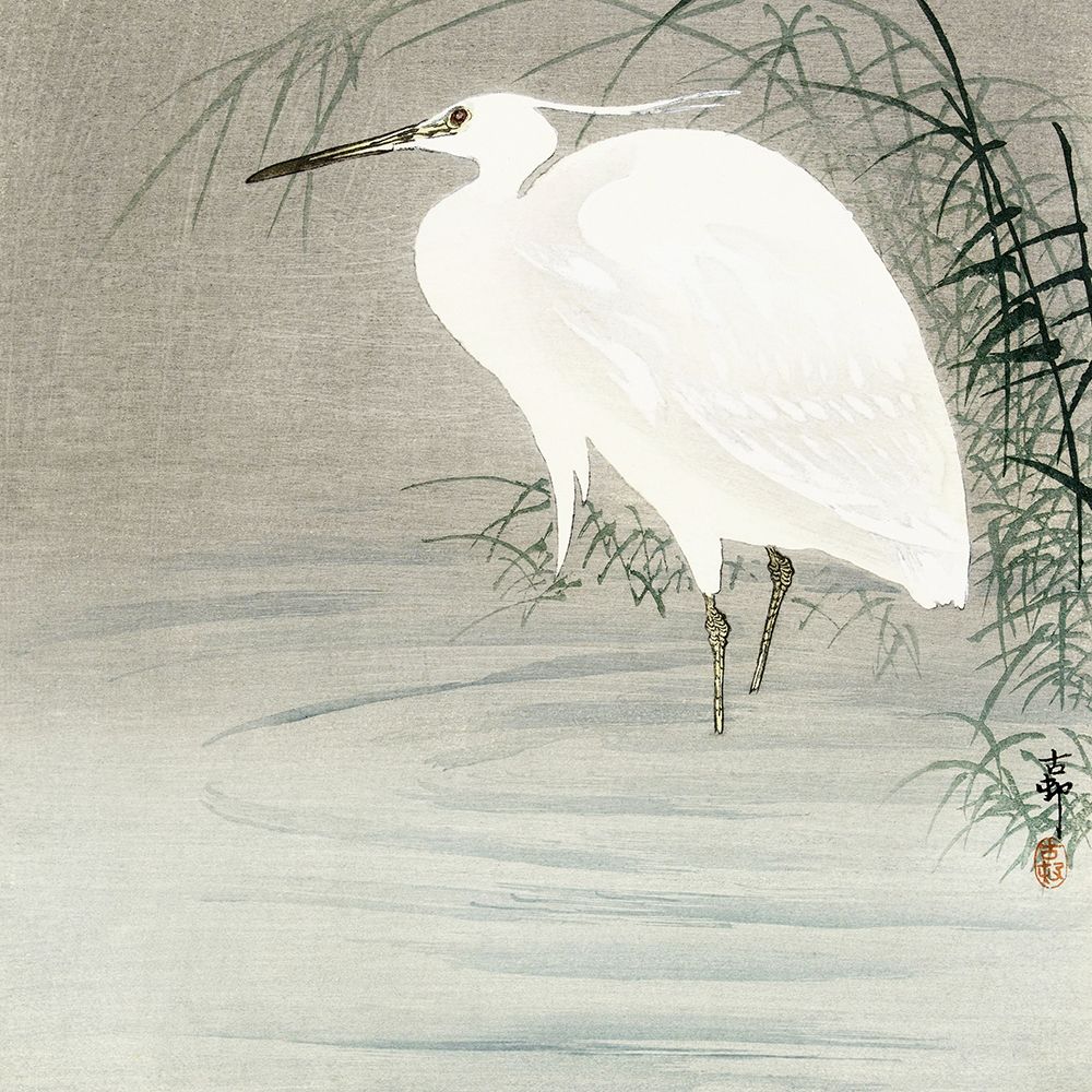 Little egret