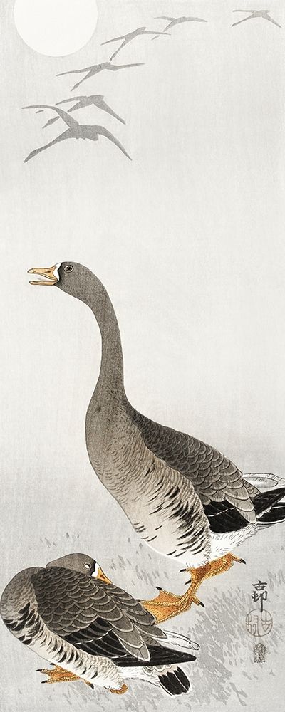 Two geese