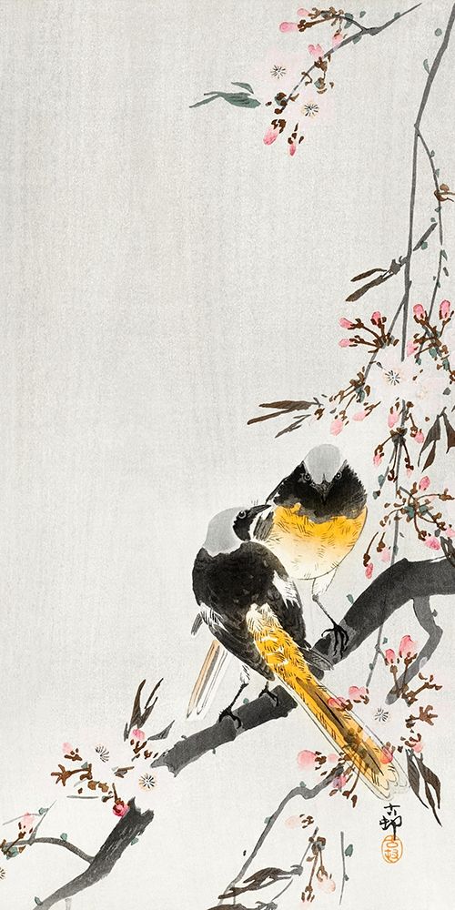 Two sable red tails with cherry blossom