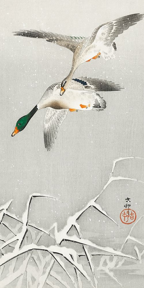 Two wild ducks in flight
