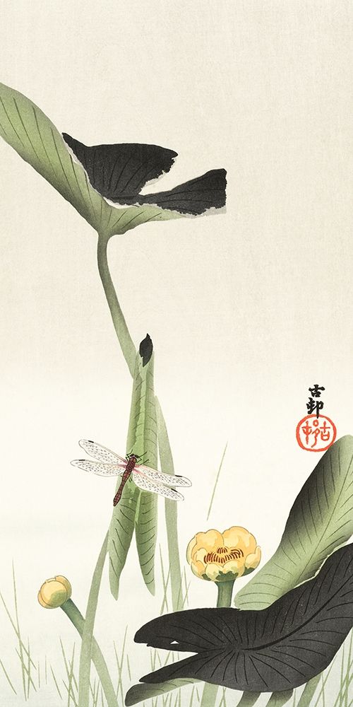 Libelle and lotus