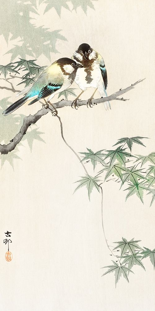 Great tits on maple branch