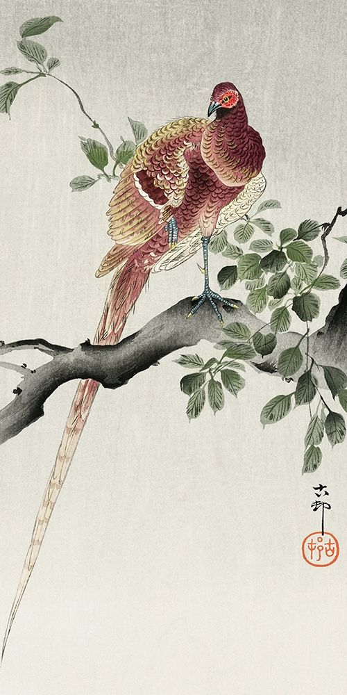 Copper pheasant