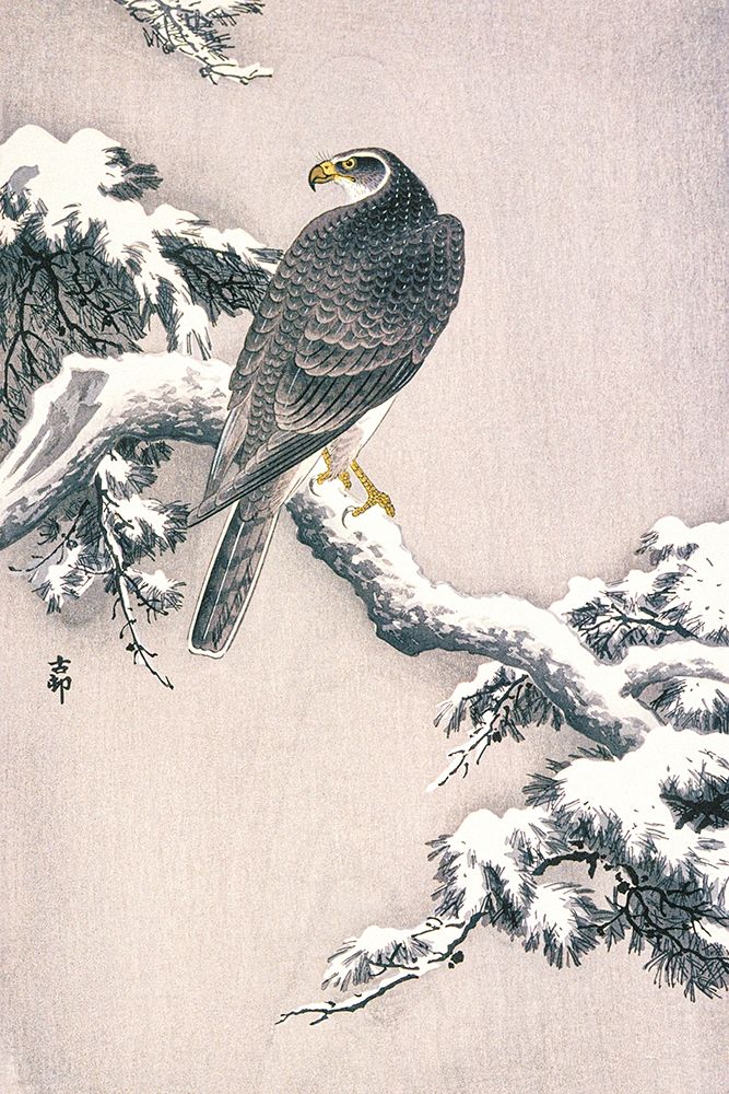 Goshawk on Snow-covered Pine Bough