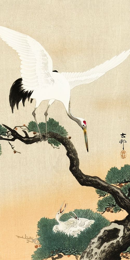 Japanese crane bird on branch of pine