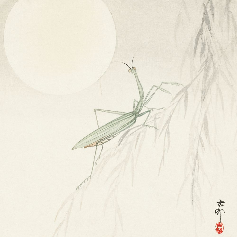 Praying mantis