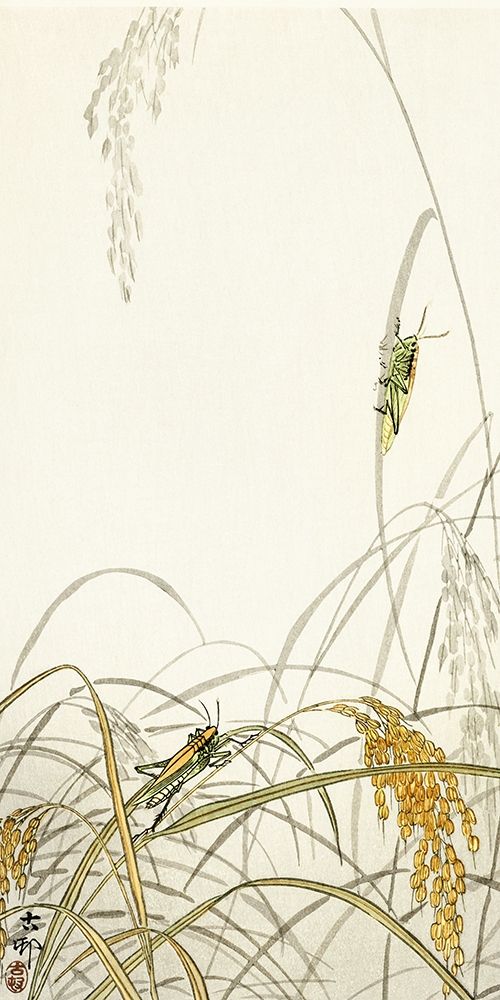 Grasshoppers on rice plants