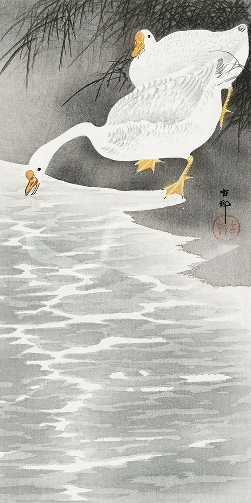 Geese on the shore
