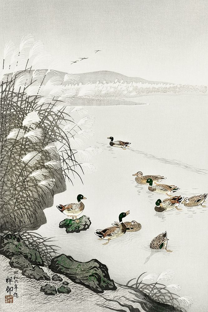 Ducks in the waterÂ