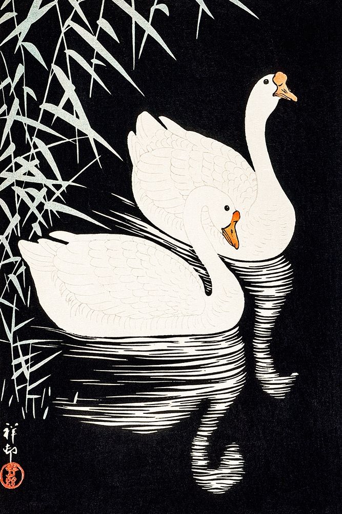 White Chinese Geese Swimming by Reeds