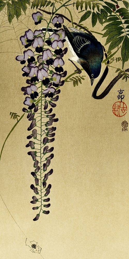 Flycatcher at wisteria
