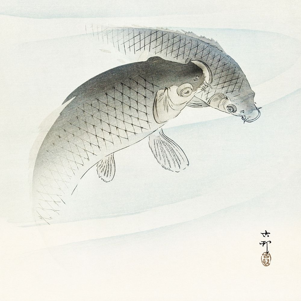 Two carp fish