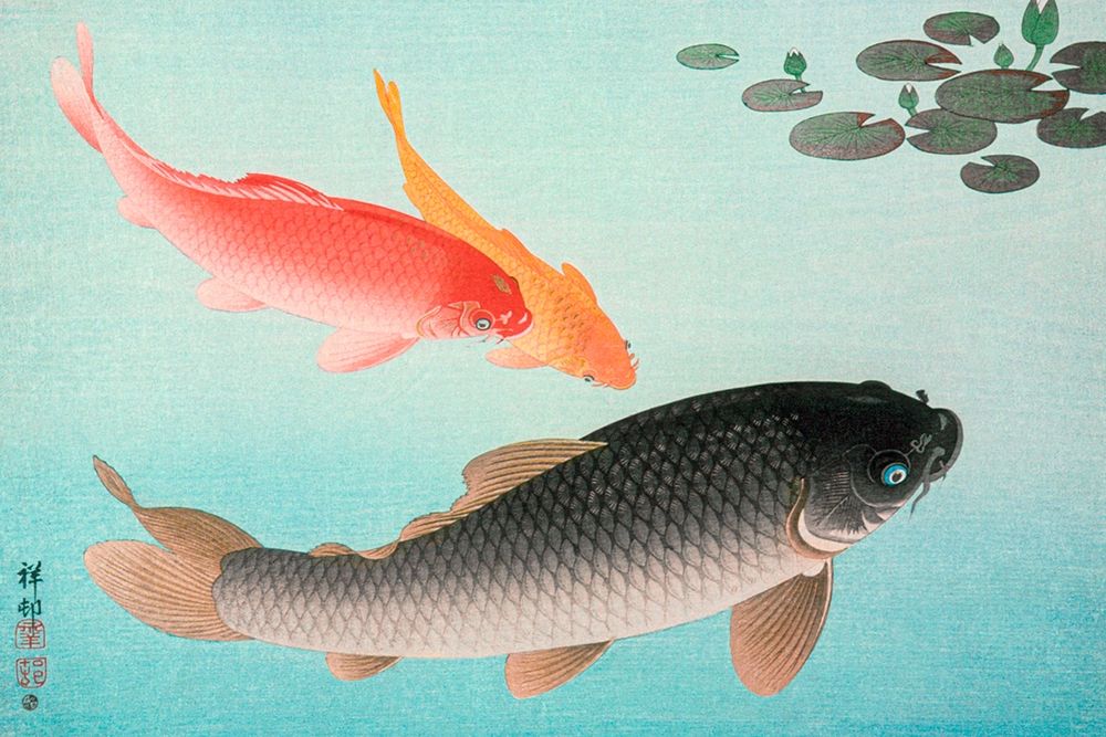 Common and Golden Carp