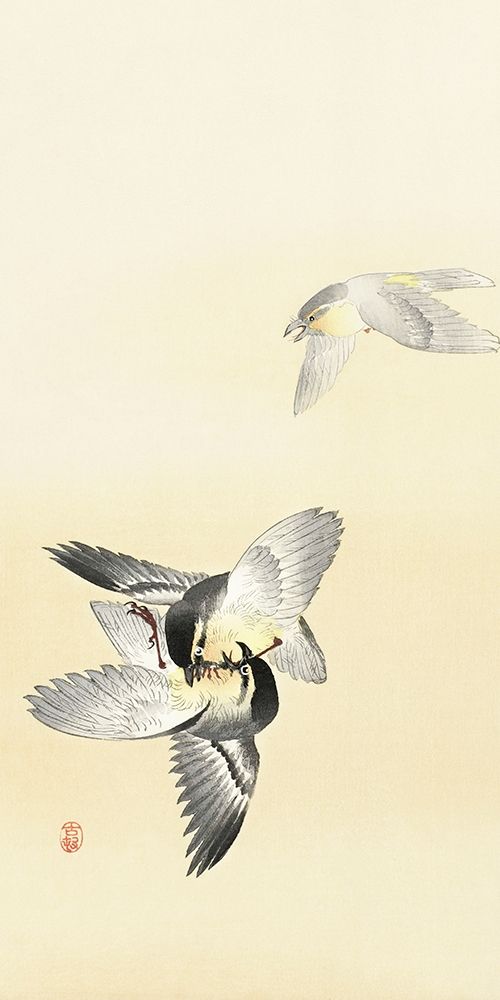 Two fighting birds