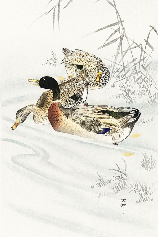 Three ducks in shallow water with reeds