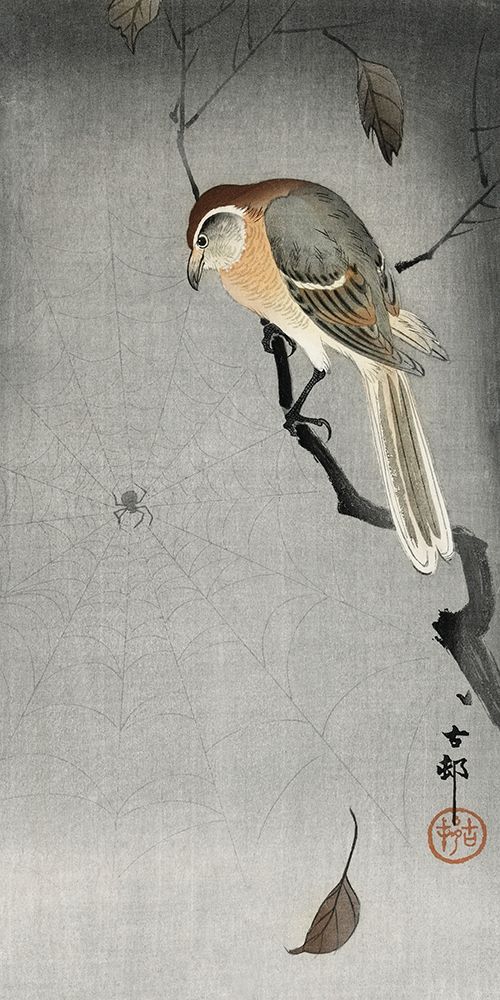 Buffalo wing shrike and spider