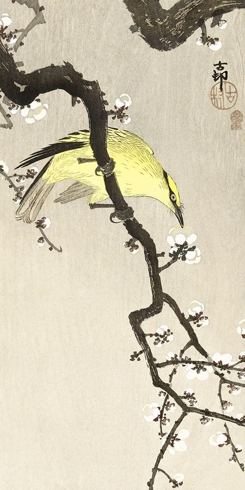 Chinese oriole on plum blossom branch