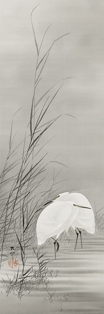 Egrets in a swamp