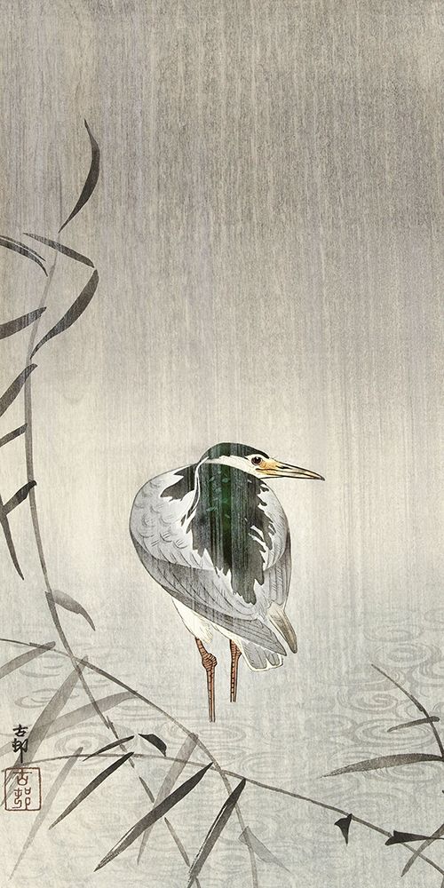 Kwak in rain