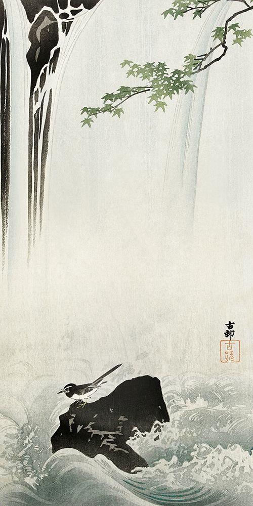 Japanese wagtail at waterfall