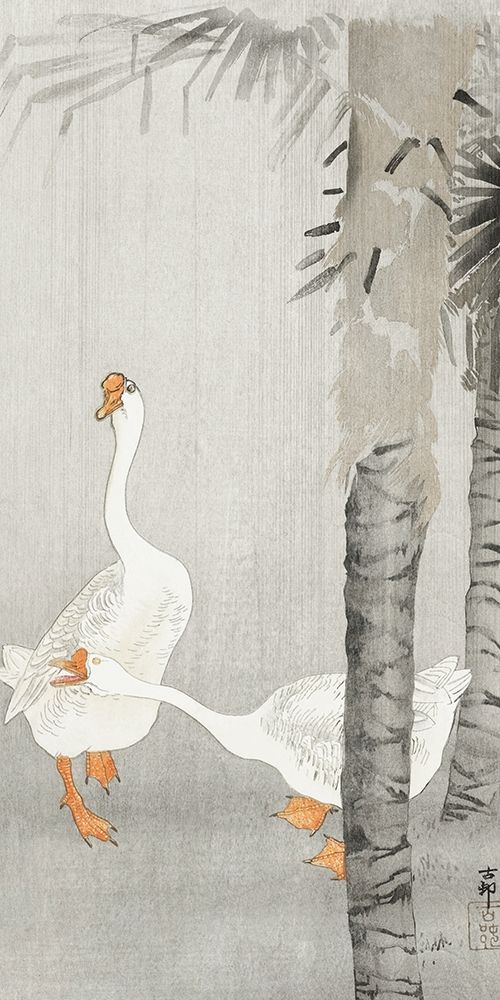 Tame geese in rain