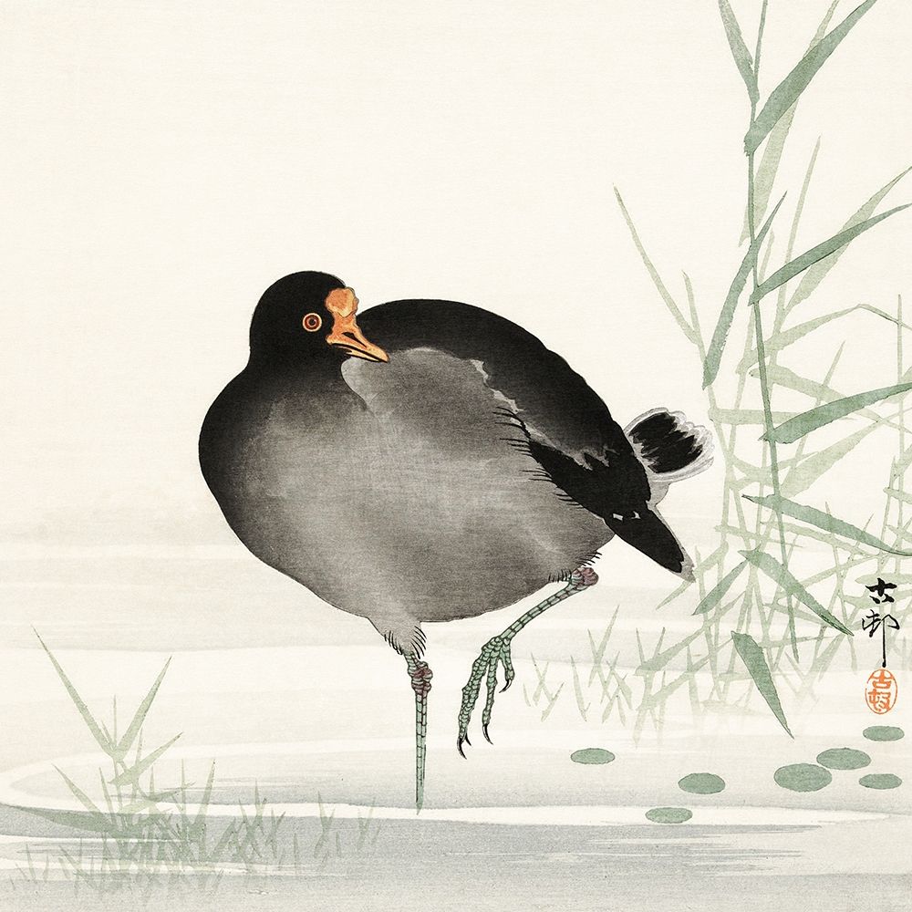 Moorhen