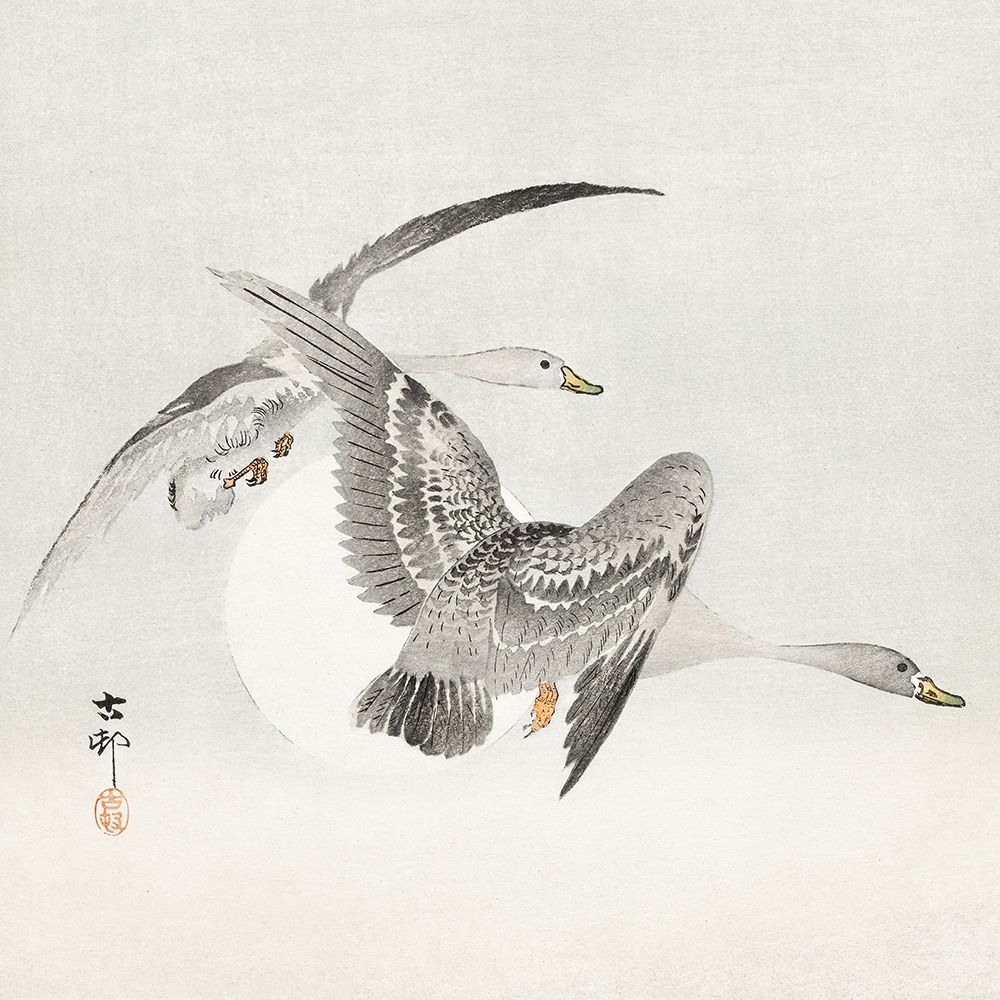 Two colt geese in flight