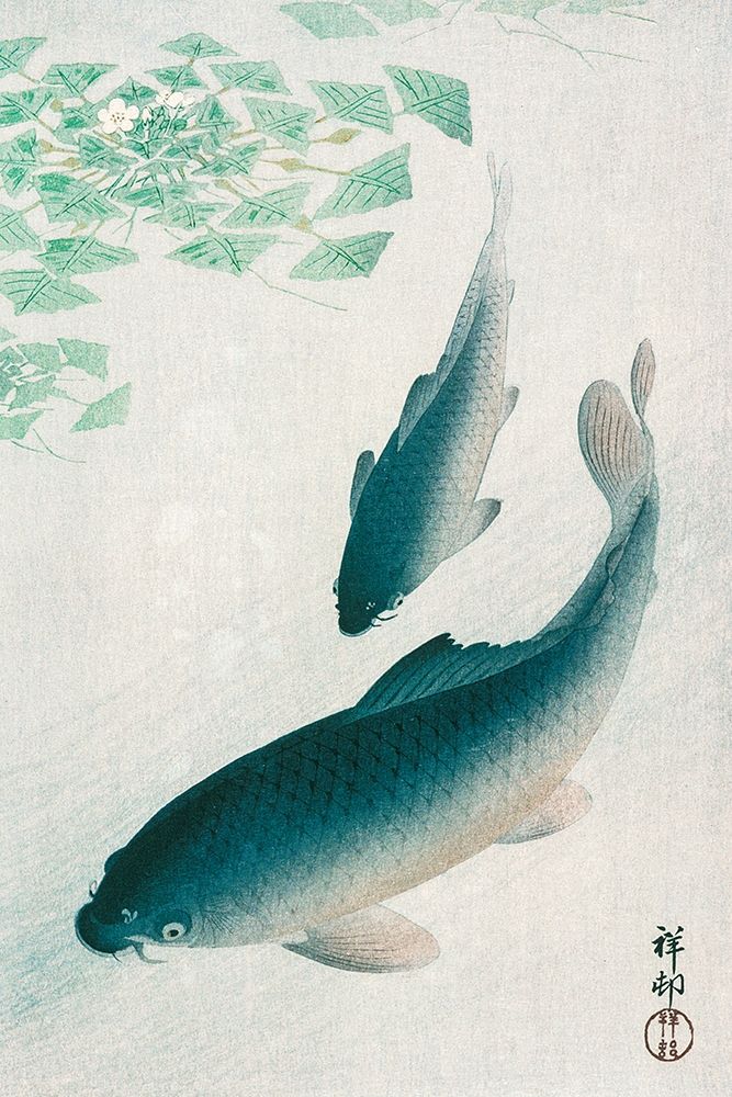 Carp or Koi
