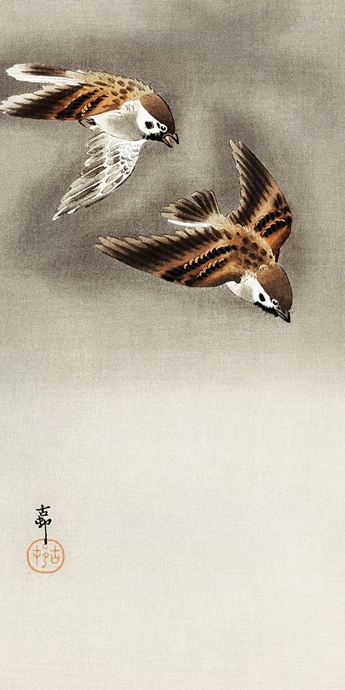 Ring sparrows in snow
