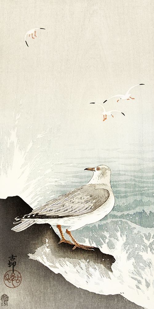 Gull on rock