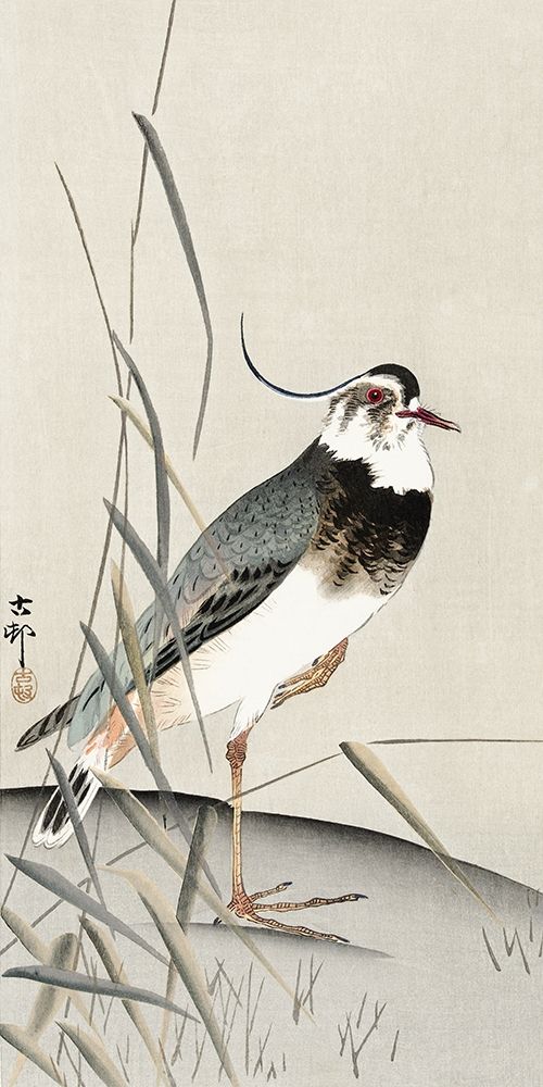Lapwing and reed