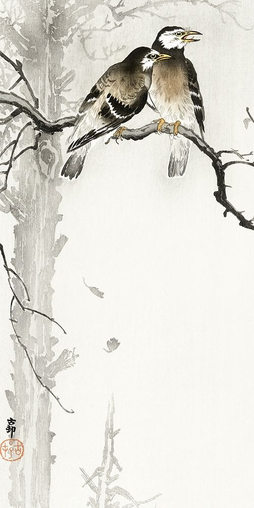 Two gray starlings