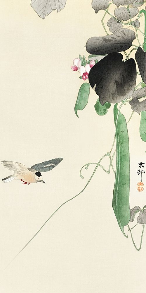 Bird at flowering bean plant