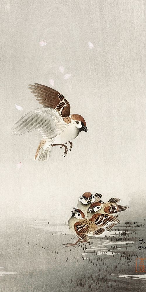 Tree sparrow with babies