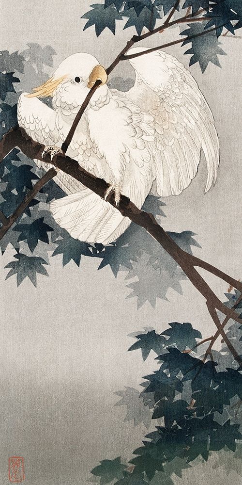 Yellow crested cockatoo in tree