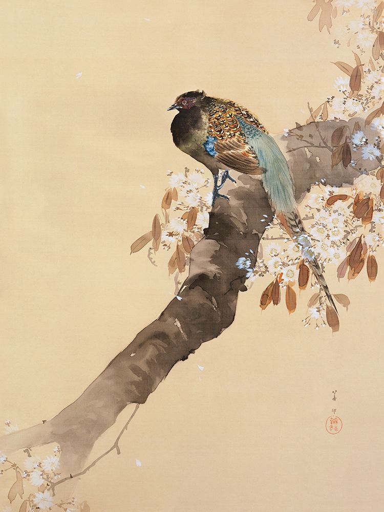 Pheasant on cherry blossom branch